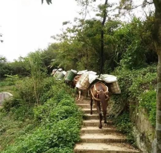 威海山区马帮运输