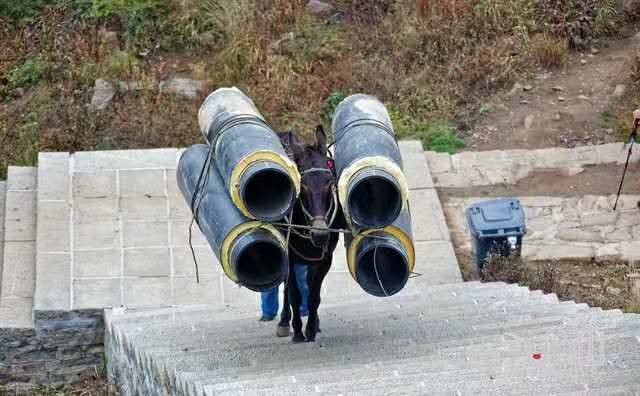 威海马帮运输
