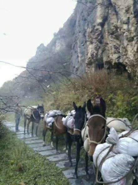 威海骡子运输队